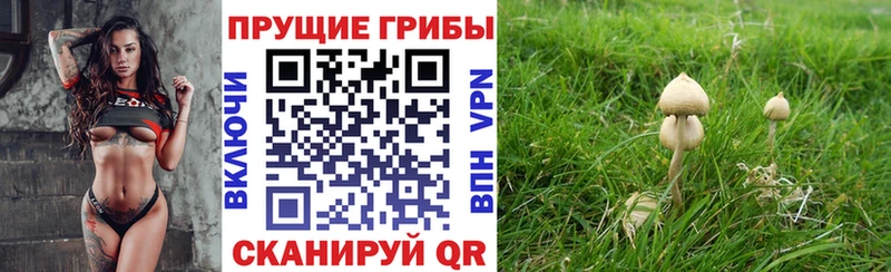 Псилоцибиновые грибы Cubensis  Рошаль 